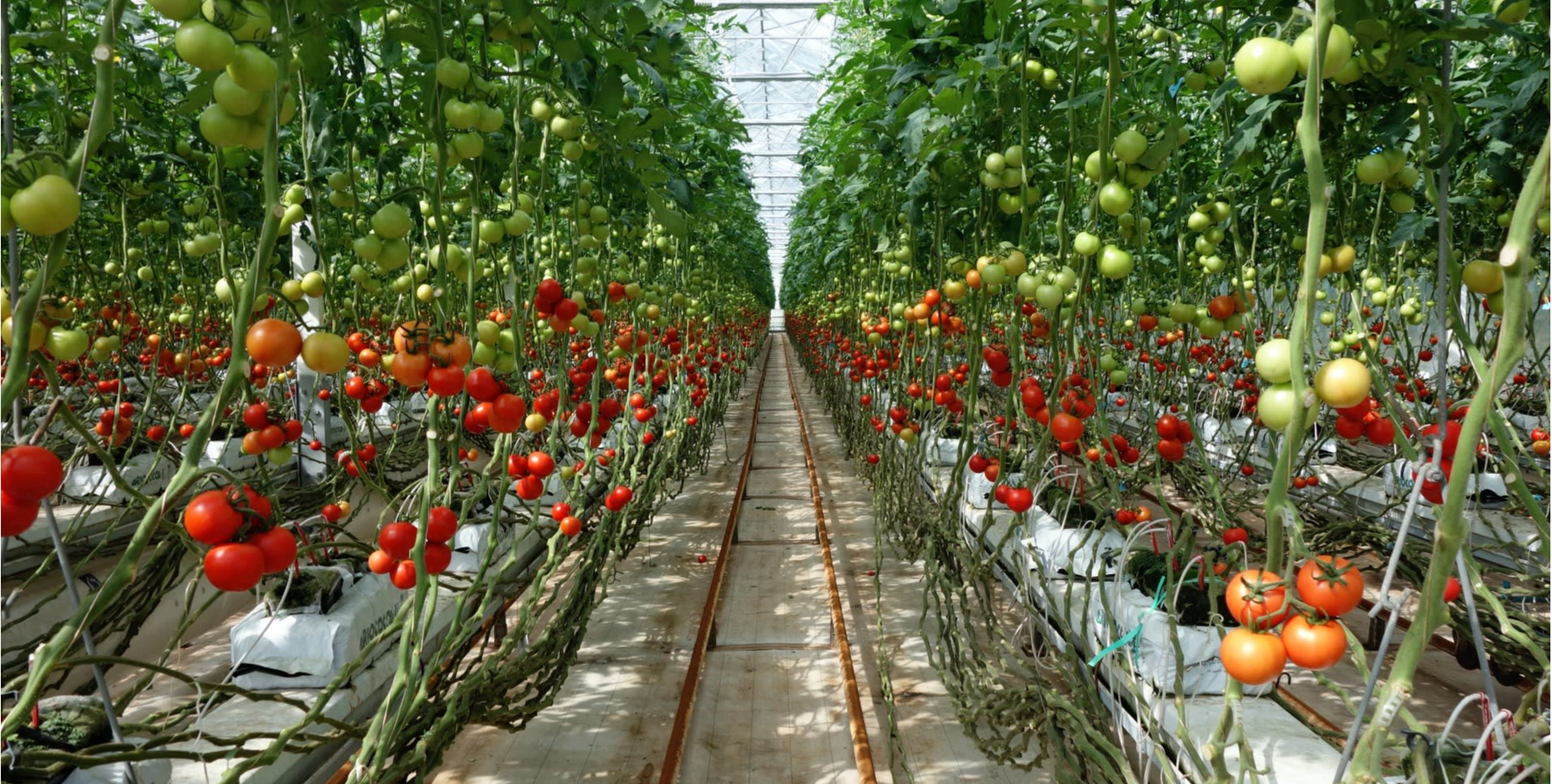 Fresh vegetables 