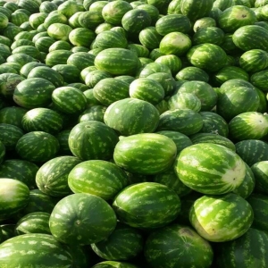 b 32 Watermelon