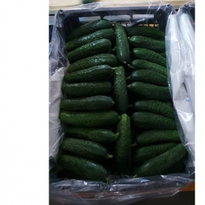 Pickling Cucumber