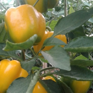 Salari Bell Pepper