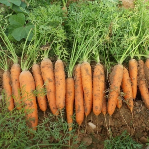 Orange Carrot