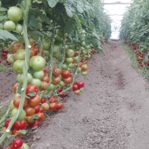 Cluster Tomatoes