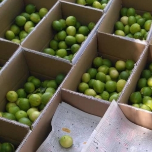 Lemon