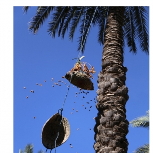 Shahani Dates