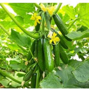 Smooth Cucumber
