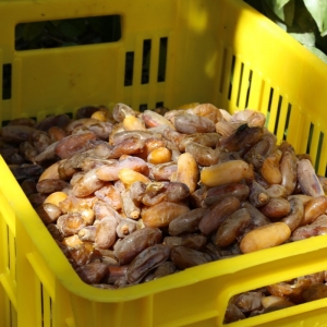 Shahani Dates