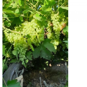 Grapes