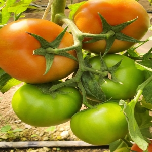 Greenhouse 4129 