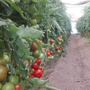 Cluster Tomatoes
