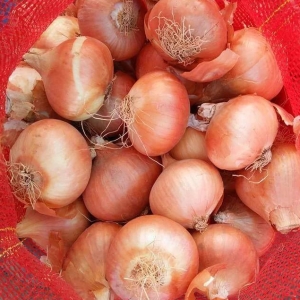 Yellow Onion