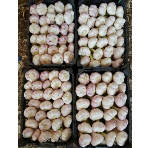 White Garlic