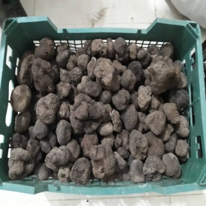 Truffle