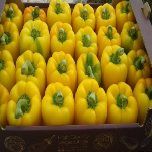 Salari Bell Pepper