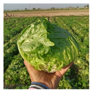 Sahraee Iceberg