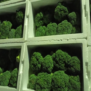 Sahraee Broccoli