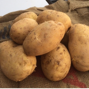 White Potato