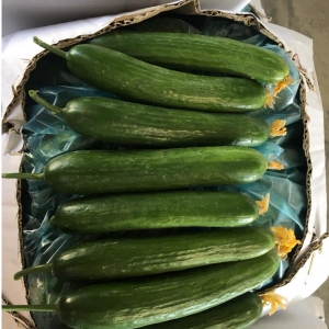 Smooth Cucumber