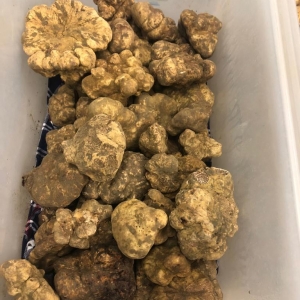 Truffle