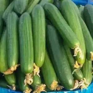 Smooth Cucumber