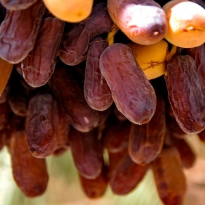 Piarom Dates