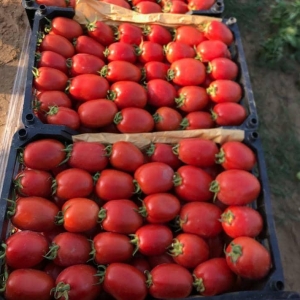 Roma Tomato
