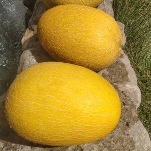 Melon