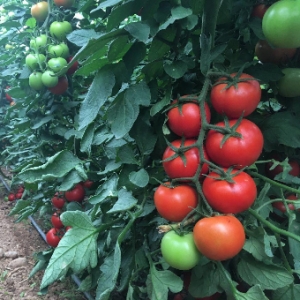 Greenhouse Tomato