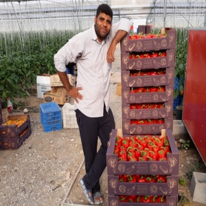 Salari Bell Pepper