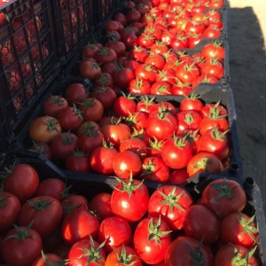 Greenhouse Tomato