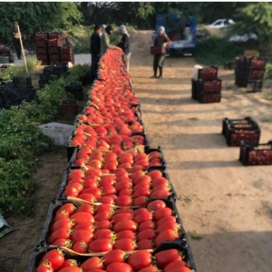 Roma Tomato