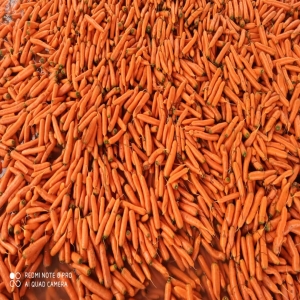 Sahraee Carrot