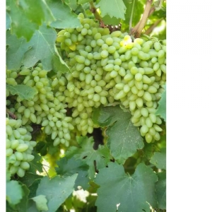 Grapes