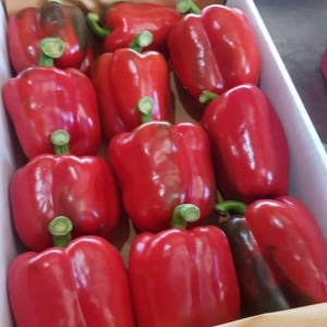 Red Bell Pepper