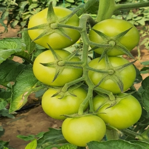 Greenhouse 4129 