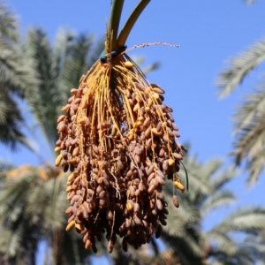 Shahani Dates