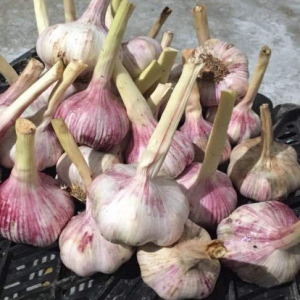 White Garlic