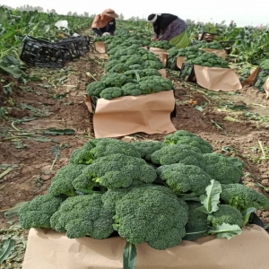 Sahraee Broccoli