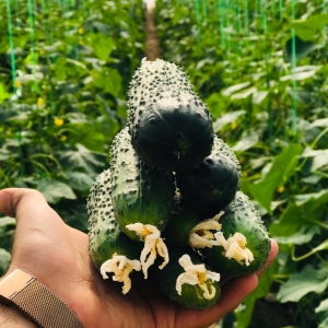 Pickling Cucumber